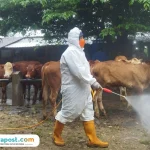 Populasi Hewan Ternak di Pati Turun 50 Persen Akibat Wabah PMK