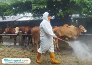 Populasi Hewan Ternak di Pati Turun 50 Persen Akibat Wabah PMK