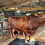 Presiden Prabowo Berikan Bantuan Sapi Limousin di Sukoharjo