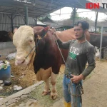 Presiden Prabowo Membeli Sapi Kurban Seberat 1 Ton dari Peternak di Temanggung