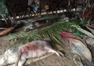 Pusat Pastoral Ungkap Alasan Pembatalan Film Pesta Babi yang Kontroversial