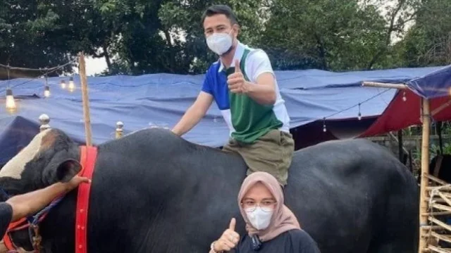 Rafathar Antusias Menyambut Enam Sapi Kurban dari Ayahnya Raffi Ahmad