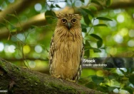 Rahasia di Balik Nama Burung Hantu: Apakah Benar Karena Mistis atau Fakta Sains?