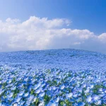 Sabrina Anggraini Menikmati Keindahan Nemophila Hitachi: 9 Foto Eksklusif yang Memukau