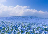 Sabrina Anggraini Menikmati Keindahan Nemophila Hitachi: 9 Foto Eksklusif yang Memukau