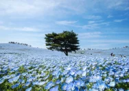 Sabrina Anggraini Sambut Musim Bunga Biru di Hitachi Seaside Park: Pesona Nemophila Hitachi Memukau