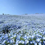 Sabrina Anggraini Ungkap Keindahan Nemophila di Hitachi Seaside Park, Jepang – Foto Liburan Keluarga yang Memukau
