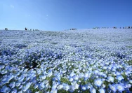 Sabrina Anggraini Ungkap Keindahan Nemophila di Hitachi Seaside Park, Jepang – Foto Liburan Keluarga yang Memukau