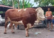 Sapi 906 Kg Hadiah Gubernur Jateng untuk Warga Huntara Tegal di Hari Raya