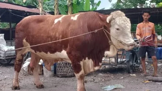 Sapi 906 Kg Hadiah Gubernur Jateng untuk Warga Huntara Tegal di Hari Raya