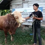 Sapi Bantuan Presiden untuk Idul Adha di Belawan Capai 1 Ton
