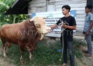 Sapi Bantuan Presiden untuk Idul Adha di Belawan Capai 1 Ton