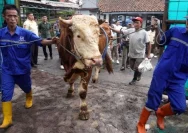 Sapi Kurban Bantuan Presiden Prabowo Subianto Disembelih di Rembang
