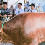 Sapi Kurban Presiden Prabowo di Kudus Siap untuk Idul Adha, Dikonfirmasi Sehat