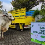 Sapi Kurban Presiden Prabowo Menjadi Daya Tarik di Sungai Penuh dengan Bobot 842 Kg