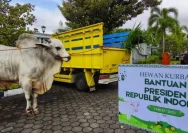 Sapi Kurban Presiden Prabowo Menjadi Daya Tarik di Sungai Penuh dengan Bobot 842 Kg