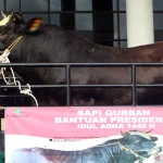 Sapi Kurban Presiden Tiba di Jabon, Pemkab Sidoarjo Dapat Sorotan
