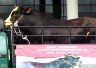 Sapi Kurban Presiden Tiba di Jabon, Pemkab Sidoarjo Dapat Sorotan
