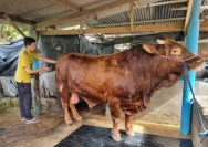 Sapi Limosin Bantuan Presiden RI Disembelih di Rembang, Berkah Lebaran Kian Terasa