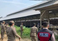 Satpol PP Sergai Tindak Tegas Peternakan Ayam Liar