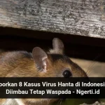 Semarang Tetap Waspada Hantavirus Meski Tidak Ditemukan Kasus