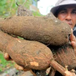 Singkong Mencuri Perhatian Internasional: Dari Rp 200/kg ke Rp 1.000/kg