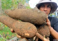 Singkong Mencuri Perhatian Internasional: Dari Rp 200/kg ke Rp 1.000/kg