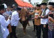 Sungai Penuh Terima Sapi Kurban Presiden Prabowo, Masyarakat Siap Menyambut