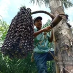 Tanjung Jepara: Desa Pohon Aren yang Menghasilkan Gula Raksasa