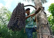 Tanjung Jepara: Desa Pohon Aren yang Menghasilkan Gula Raksasa