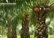 Tasikmalaya Selatan: Mengapa Melupakan Sawit dan Menanam Kelapa?