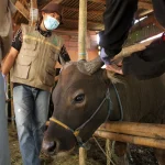 Tragedi di Salatiga: Tukang Kelet Hewan Qurban Meninggal Saat Bertugas