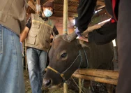 Tragedi di Salatiga: Tukang Kelet Hewan Qurban Meninggal Saat Bertugas