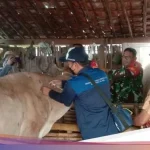 Vaksinasi PMK di Rembang Ditingkatkan Menjelang Iduladha 2026, 60.000 Dosis Siap Distribusi