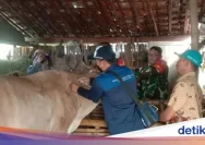 Vaksinasi PMK di Rembang Ditingkatkan Menjelang Iduladha 2026, 60.000 Dosis Siap Distribusi