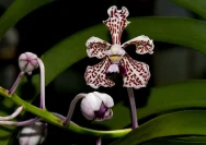 Vanda Tricolor: Anggrek Ikonik Merapi yang Tetap Hidup Meski Diterjang Erupsi