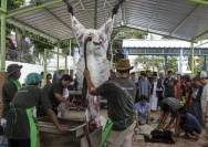 White House Premier Bagikan 4000 Paket Daging Kurban di Depok Saat Idul Adha
