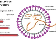 WHO Peringatkan Meningkatnya Kasus Hantavirus Andes, Ini Fakta dan Gejala