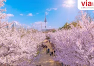 Wisata Musim Semi Korea Selatan: Destinasi Favorit Turis Indonesia