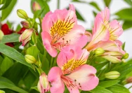 Alstroemeria Summer Paradise: Peluang Bisnis Bunga Potong yang Menjanjikan