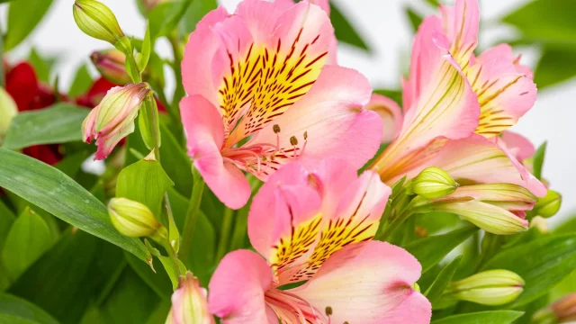 Alstroemeria Summer Paradise: Peluang Bisnis Bunga Potong yang Menjanjikan