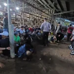 Arena Sabung Ayam Di Desa Panjang, Kudus, Dibongkar Polisi