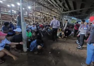 Arena Sabung Ayam Di Desa Panjang, Kudus, Dibongkar Polisi