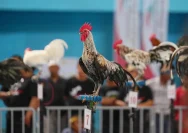 Ayu Memperebutkan Gelar Terbaik dalam Pertandingan Ayam Ketawa Kontes Pusaka Cup 1 di Salatiga