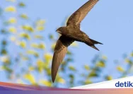 Burung Layang-layang: Kemampuan Terbang Luar Biasa Selama 10 Bulan Tanpa Henti