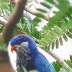 Burung Lorikeet Biru-Fronted Ditemukan Kembali di Pulau Buru Setelah 90 Tahun Hilang