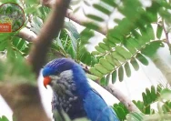 Burung Lorikeet Biru-Fronted Ditemukan Kembali di Pulau Buru Setelah 90 Tahun Hilang