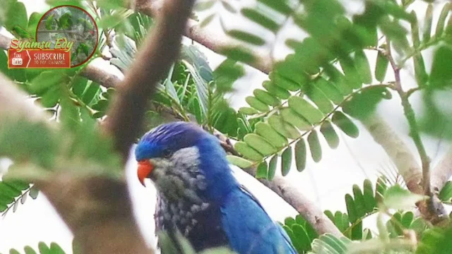 Burung Lorikeet Biru-Fronted Ditemukan Kembali di Pulau Buru Setelah 90 Tahun Hilang