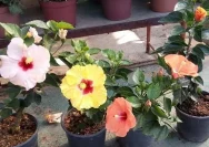 Cara Mudah Menanam Bunga Sepatu di Pot untuk Perawatan yang Lebih Baik