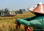 Demak Capai Hasil Panen Padi 6,7 Ton per Hektare, Harga Gabah Stabil